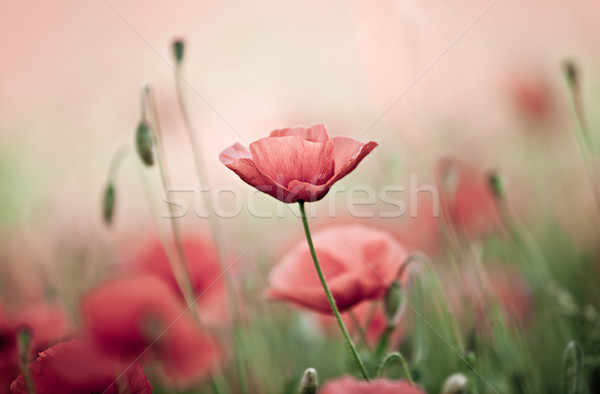 Czerwony kukurydza maku kwiaty dziedzinie niebo Zdjęcia stock © nailiaschwarz