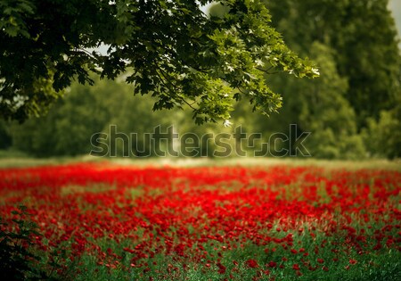 Red Poppy Flowers Stock photo © nailiaschwarz