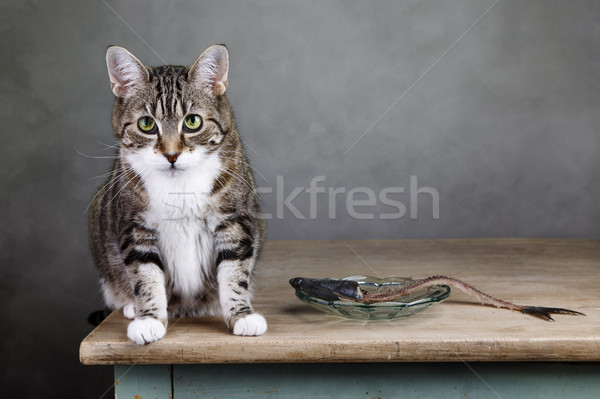 Cat and Herring Stock photo © nailiaschwarz