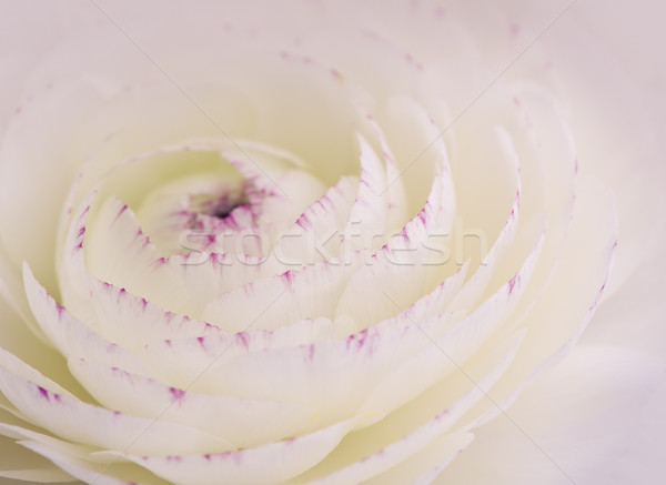 Zachte pastel bloem gekleurd steeg Stockfoto © nailiaschwarz