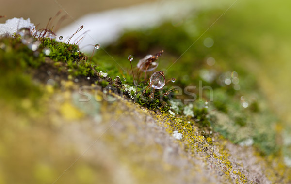 Moss in Ice Stock photo © nailiaschwarz