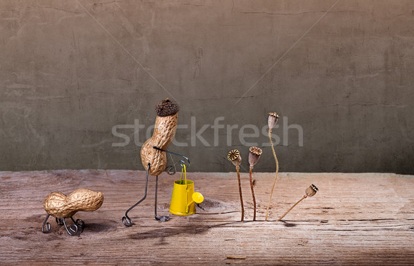 Ogrodnictwo miniatura orzech ziemny człowiek ogród pracy Zdjęcia stock © nailiaschwarz