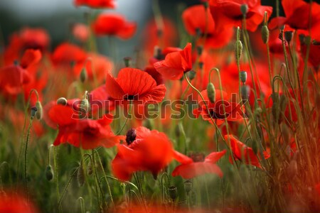 Czerwony maku kwiaty łące piękna jasne Zdjęcia stock © nailiaschwarz