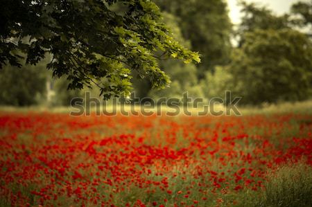 Red Poppy Flowers Stock photo © nailiaschwarz