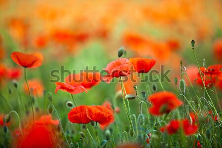 Red Corn Poppy Flowers Stock photo © nailiaschwarz
