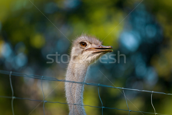 Ostrich Stock photo © nailiaschwarz