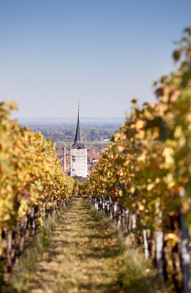 Autumn Vineyard Stock photo © nailiaschwarz