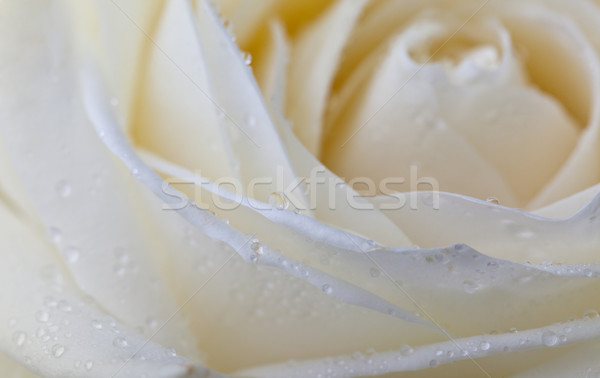 Rosa fiore rugiada gocce soft Foto d'archivio © nailiaschwarz