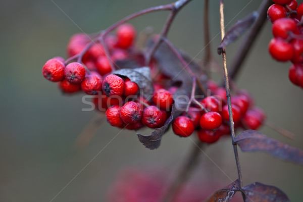 Autumn Fruits Stock photo © nailiaschwarz