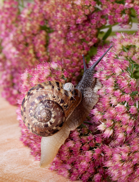 Marrom caracol pequeno Foto stock © nailiaschwarz