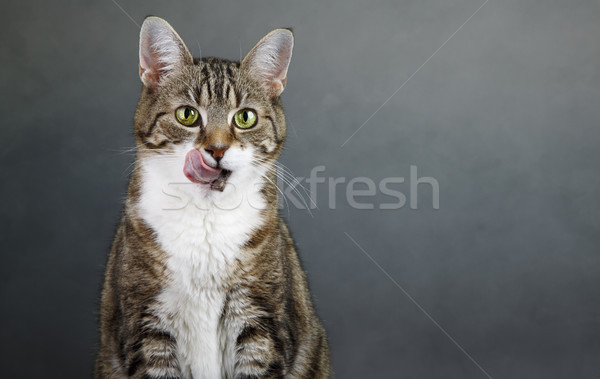 Catlick Stock photo © nailiaschwarz