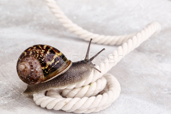 Nieuwsgierig slak kruipen tabel naar rond Stockfoto © nailiaschwarz