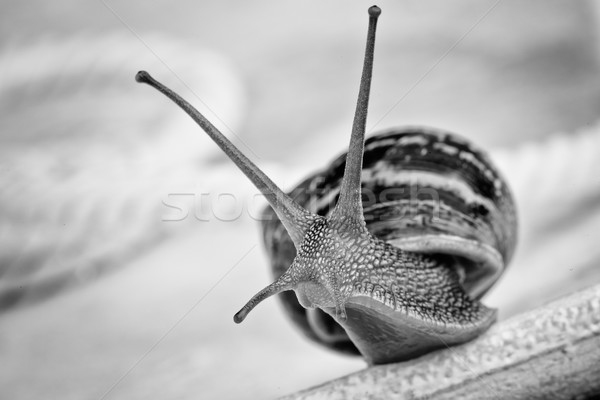 Curioso caracol mesa mirando alrededor Foto stock © nailiaschwarz