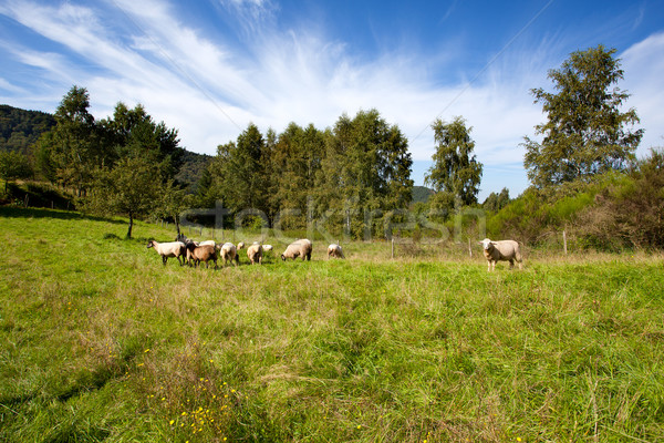 Meadow with sheep Stock photo © nailiaschwarz