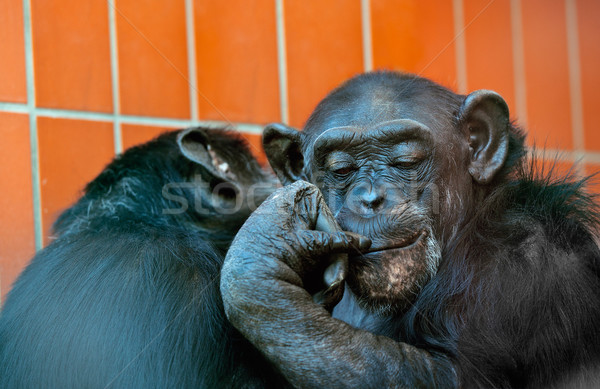 Chimpanzee Stock photo © nailiaschwarz