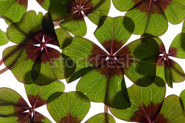 四 三葉草 綠色 植物 白 商業照片 © nailiaschwarz