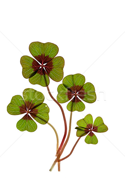 Cztery koniczyna zielone roślin biały Zdjęcia stock © nailiaschwarz