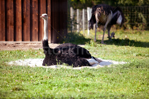 Ostrich Stock photo © nailiaschwarz