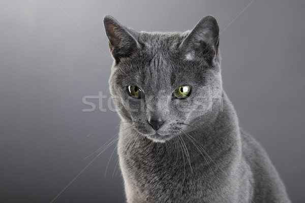 Russian blue Cat Stock photo © nailiaschwarz