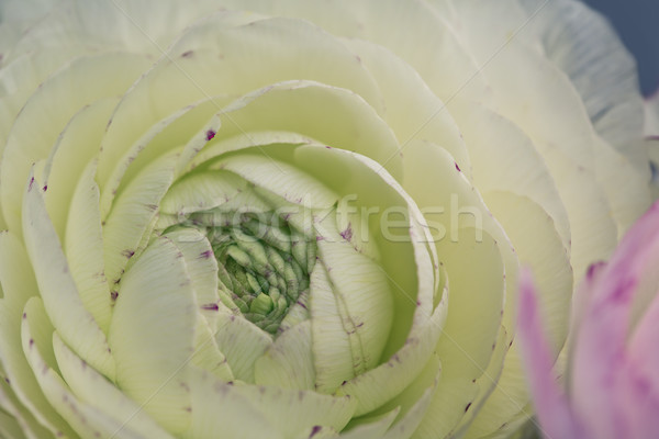 Kwiat miękkie pastel kolorowy wzrosła Zdjęcia stock © nailiaschwarz