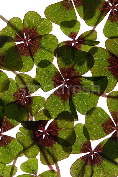 Quattro trifoglio primo piano verde impianti bianco Foto d'archivio © nailiaschwarz