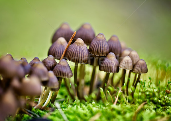 Autumn Forest Mushrooms Stock photo © nailiaschwarz