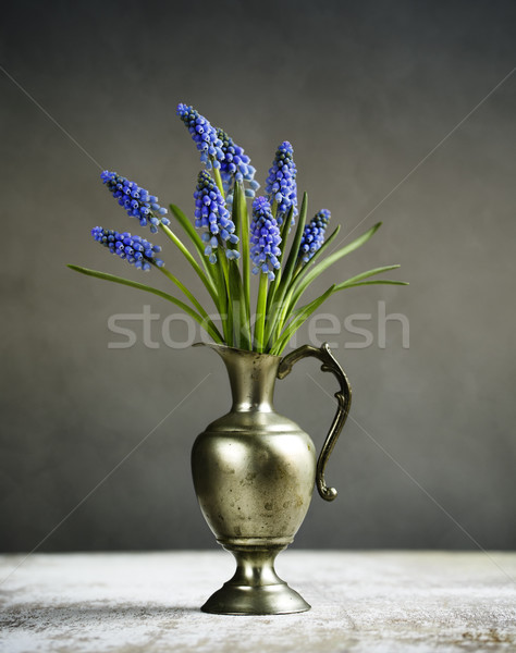 Hyacinth Still Life Stock photo © nailiaschwarz