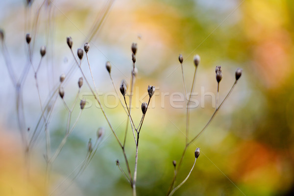 Autumn Colors Stock photo © nailiaschwarz