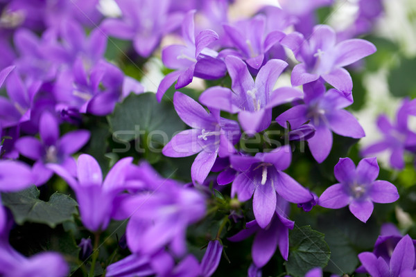 Violett Blumen Garten schönen Stock foto © nailiaschwarz