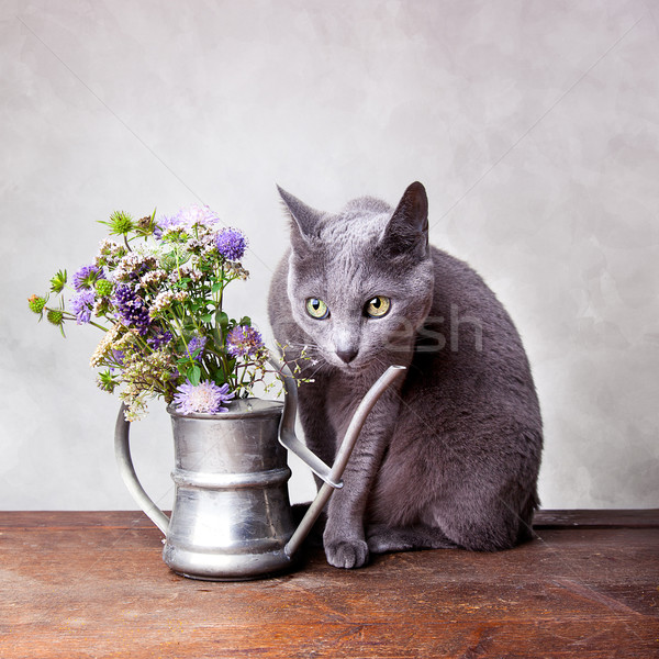 Stock photo: Cat Portrait