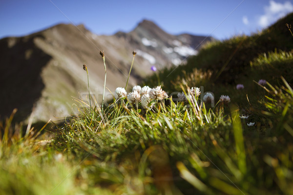 Alpejski łące zioła roślin lata trawy Zdjęcia stock © nailiaschwarz