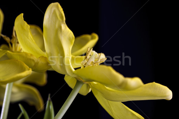 Gelb Tulpen Detail erschossen schönen Stock foto © nailiaschwarz