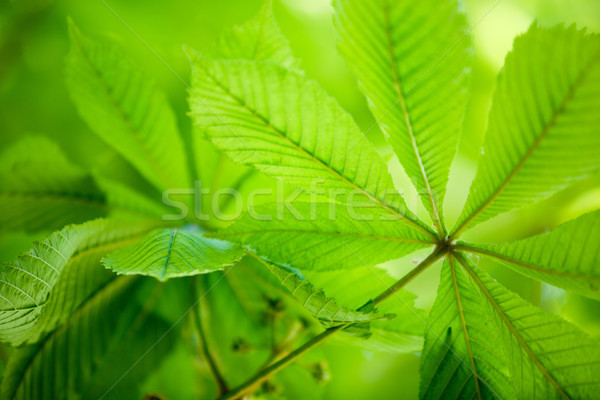 Fresh green Leaves Stock photo © nailiaschwarz