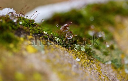 Mos ijs winter dauw sneeuw groene Stockfoto © nailiaschwarz