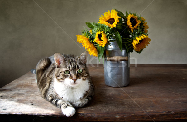 Cat and Sunflowers Painting Stock photo © nailiaschwarz