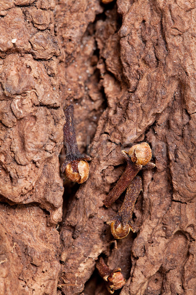 Clove Stock photo © nailiaschwarz