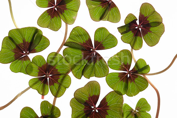 Four leaved Clover Stock photo © nailiaschwarz