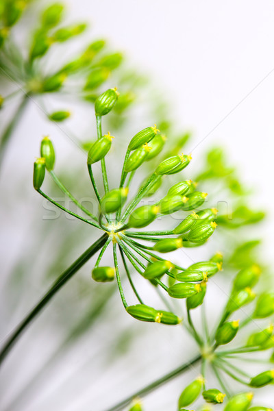 Fragile Dill umbels Stock photo © nailiaschwarz