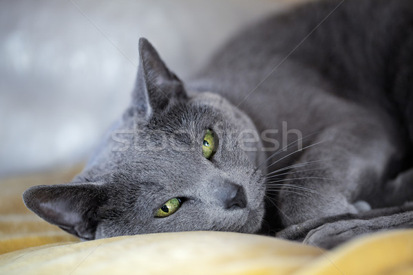 Imagine de stoc: Somnoros · pisică · portret · albastru · dormit