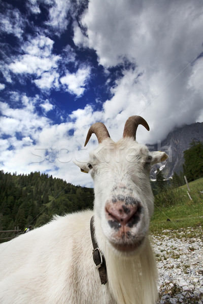 Dorosły biały koza alpejski słońce górskich Zdjęcia stock © nailiaschwarz
