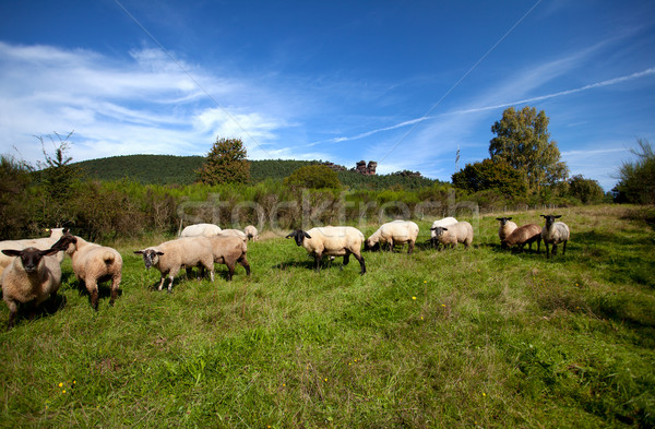 Pradera ovejas otono tarde hierba forestales Foto stock © nailiaschwarz