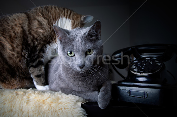 Two cats with antique phone Stock photo © nailiaschwarz