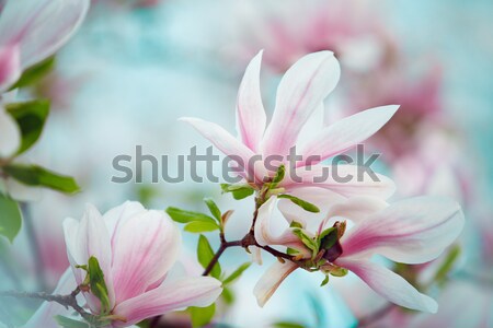 Magnolia fiori fioritura albero coperto bella Foto d'archivio © nailiaschwarz
