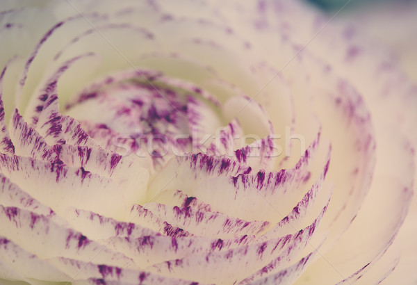 Soft pastel Persian Buttercup Flower Stock photo © nailiaschwarz