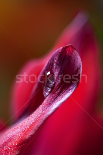Roua picătură lalea roşu floare frunze Imagine de stoc © nailiaschwarz