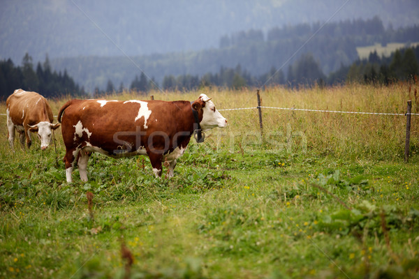 Cows on Alpine Pasture Stock photo © nailiaschwarz