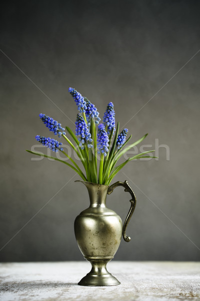 Hyacinth Still Life Stock photo © nailiaschwarz