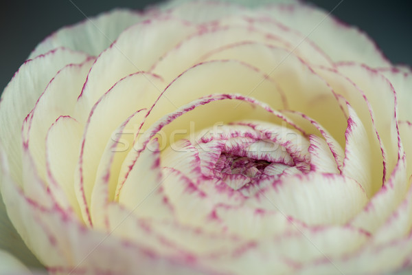 Persian Buttercup Flower Stock photo © nailiaschwarz