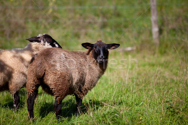 Pradera ovejas otono tarde hierba forestales Foto stock © nailiaschwarz