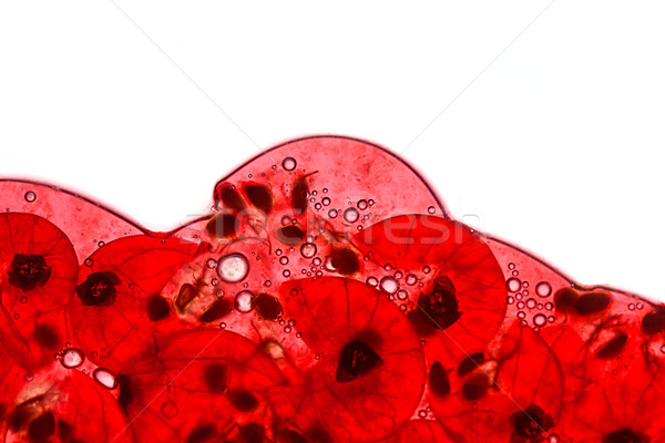 赤 スグリ ジュース 液果類 空気 泡 ストックフォト © nailiaschwarz